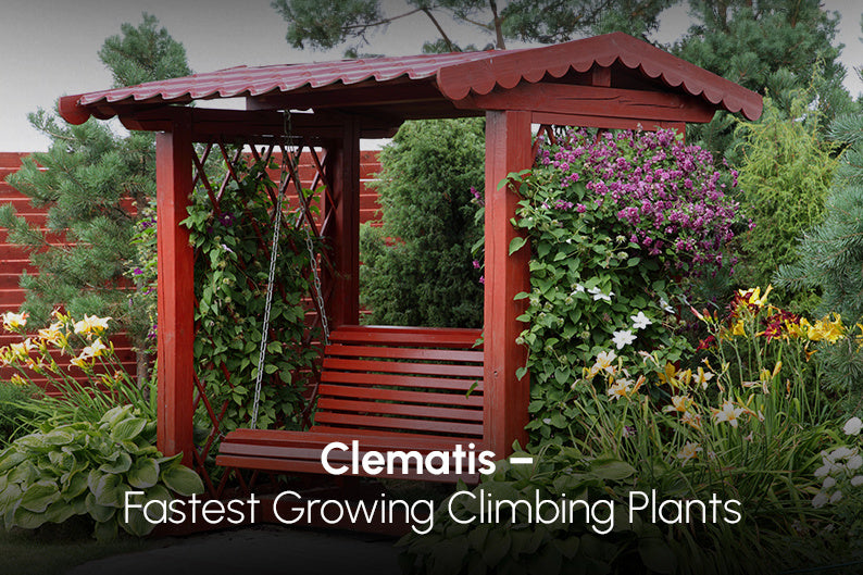 Clematis for Pergola