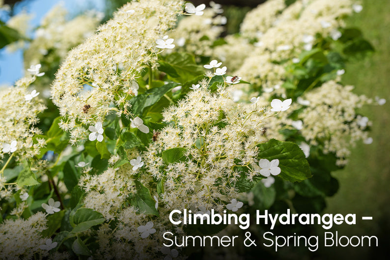 Climbing Hydrangea for Pergola