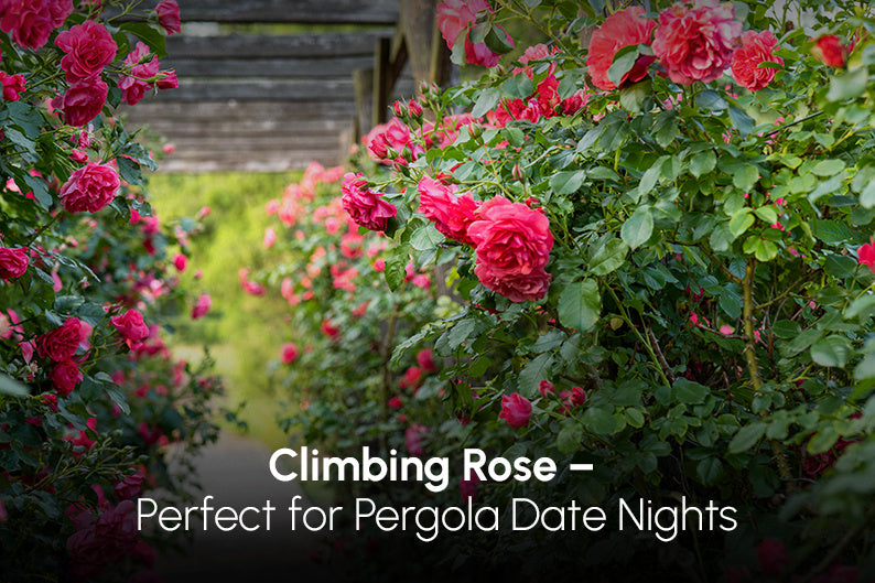 Climbing Roses for Pergola