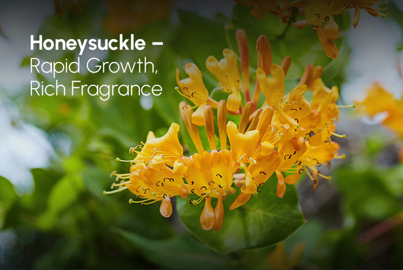 Honeysuckle for Pergola