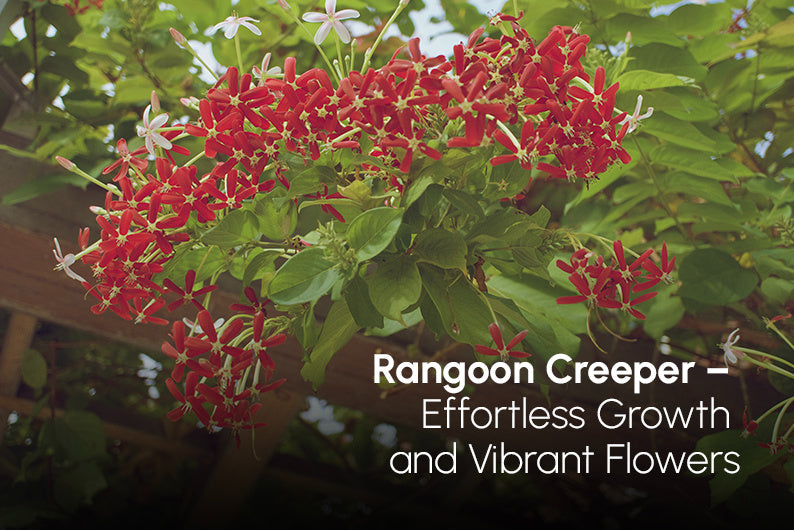 Rangoon Creeper for Pergola
